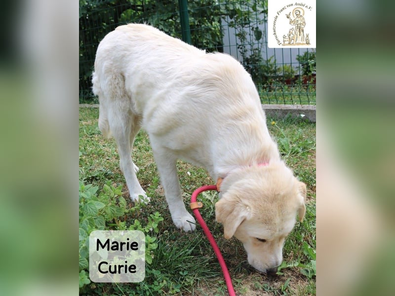 Marie Curie – sanft, stark und bereit für ein neues Kapitel!