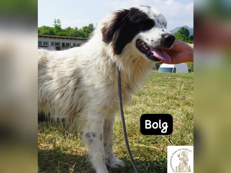 Bolg – Bei seinem Anblick liegt Magie in der Luft!