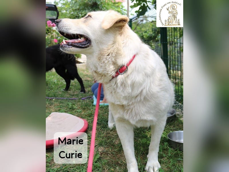 Marie Curie – sanft, stark und bereit für ein neues Kapitel!