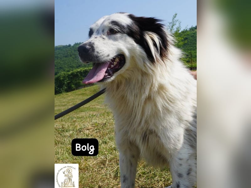 Bolg – Bei seinem Anblick liegt Magie in der Luft!