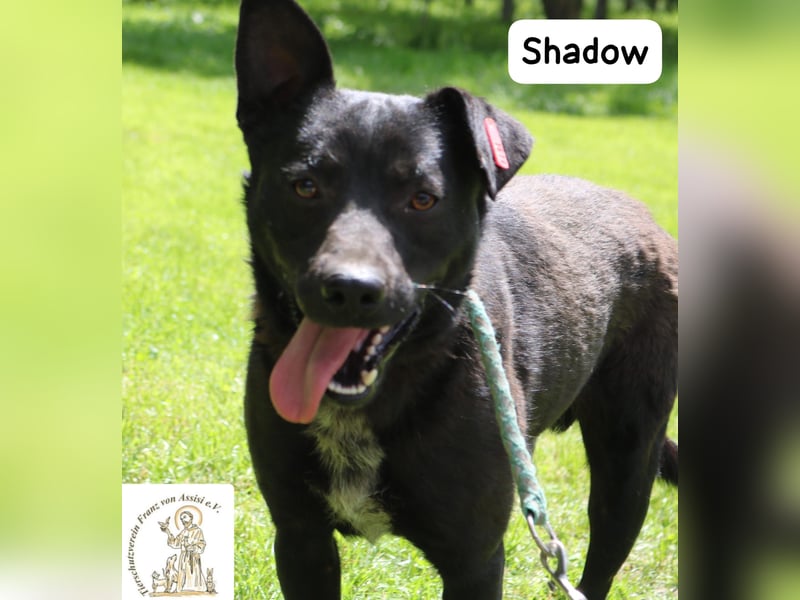 Shadow – drei Beine, null Ausreden!