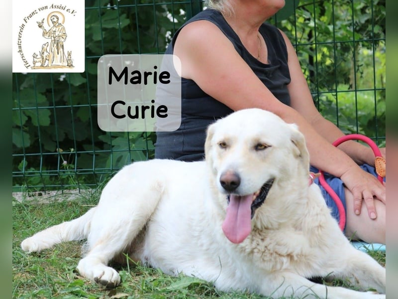 Marie Curie – sanft, stark und bereit für ein neues Kapitel!