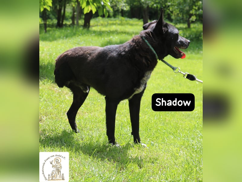 Shadow – drei Beine, null Ausreden!