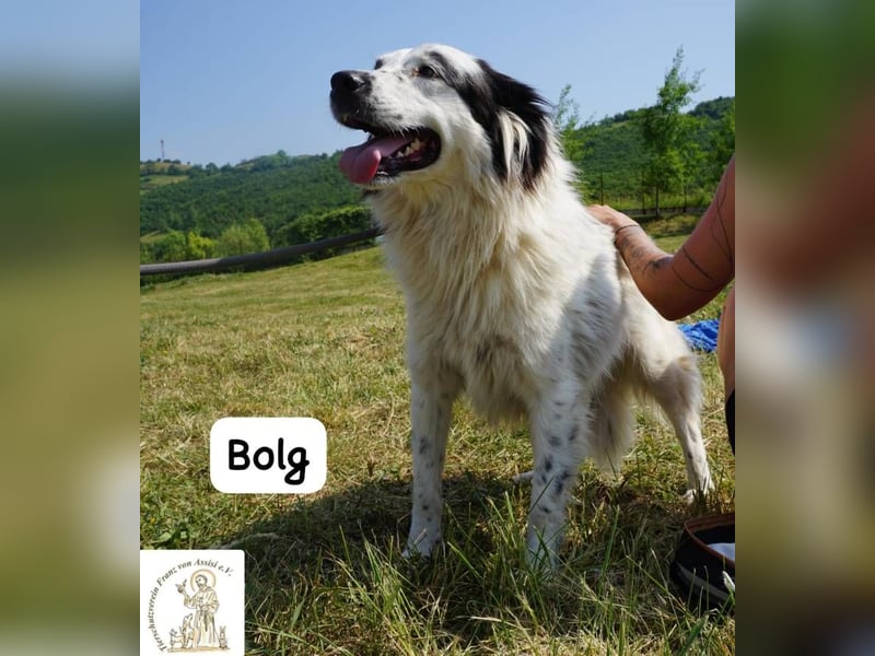 Bolg – Bei seinem Anblick liegt Magie in der Luft!