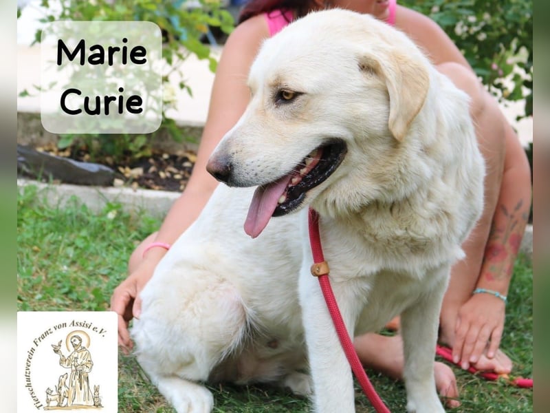 Marie Curie – sanft, stark und bereit für ein neues Kapitel!