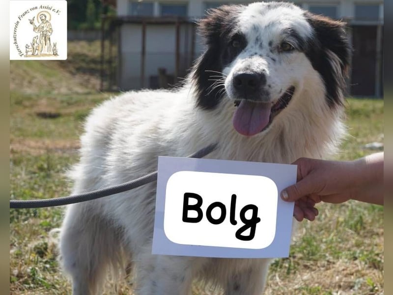 Bolg – Bei seinem Anblick liegt Magie in der Luft!