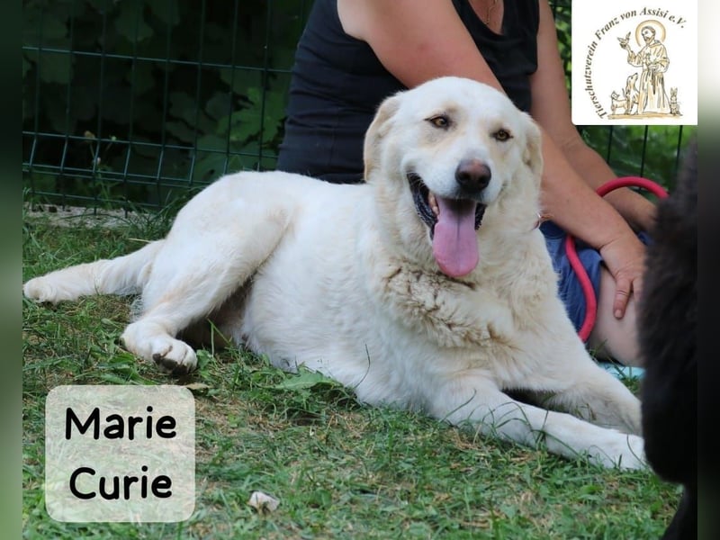 Marie Curie – sanft, stark und bereit für ein neues Kapitel!
