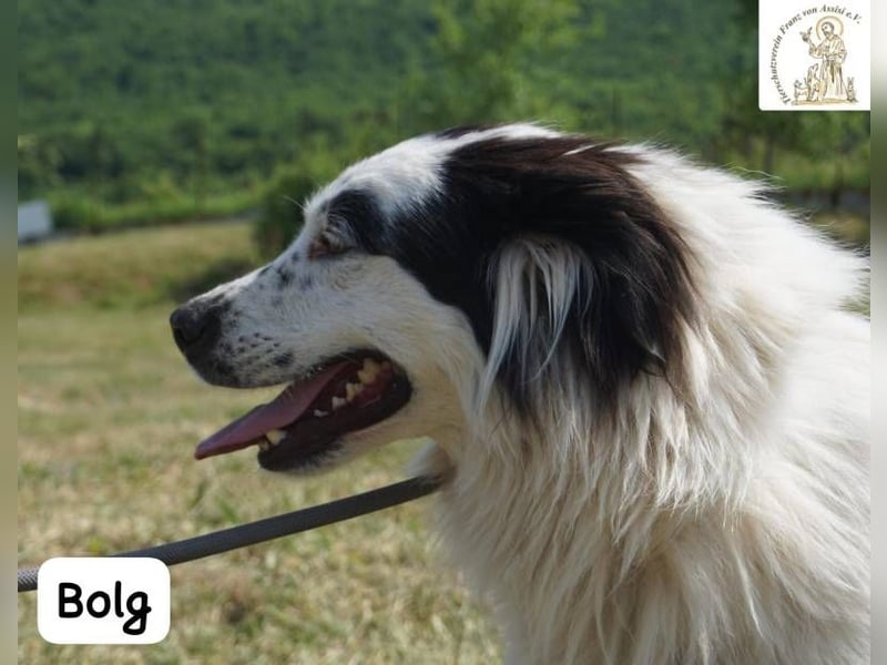 Bolg – Bei seinem Anblick liegt Magie in der Luft!