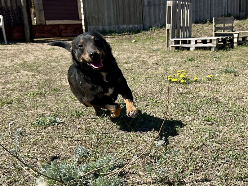 Traumhund Mukki