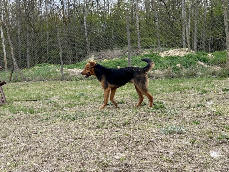 Verspielter, kuscheliger Felix sucht sein Zuhause!