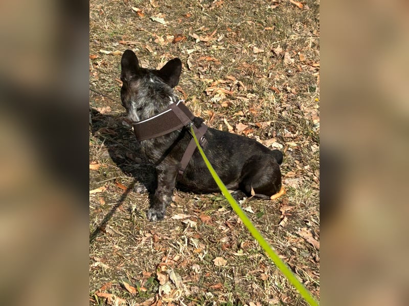 Daisy möchte wieder ein Zuhause haben (Auf Pflegestelle in Bremen).