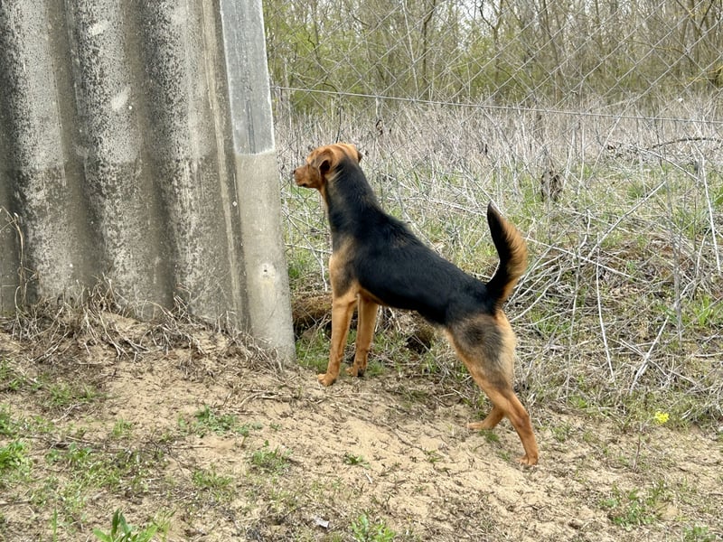 Felix sucht eine Familie!
