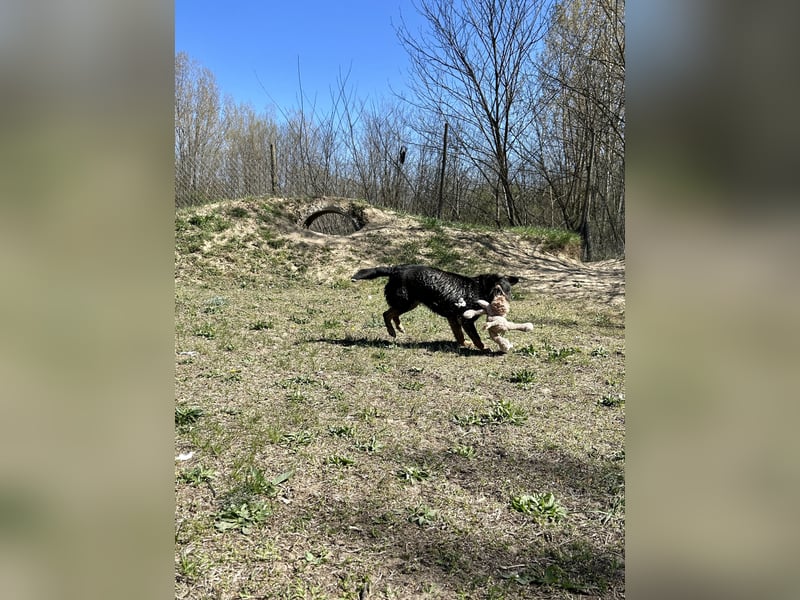 Traumhund Mukki
