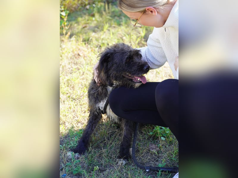 Liebe Moni sucht ihr Zuhause.