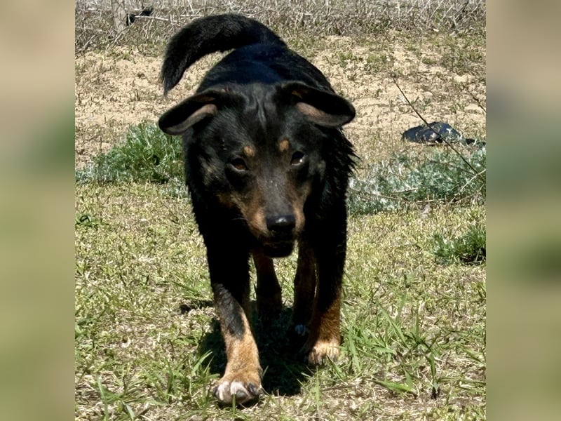 Traumhund Mukki