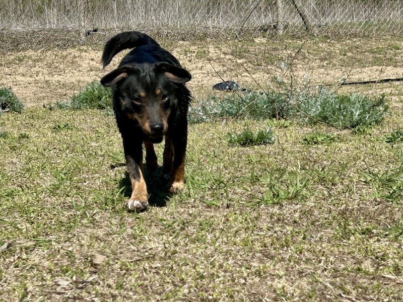 Traumhund Mukki