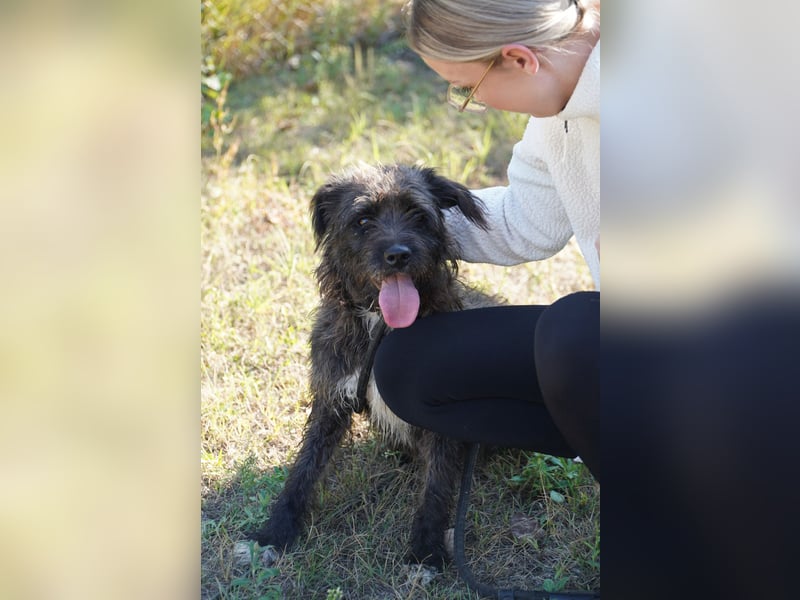 Liebe Moni sucht ihr Zuhause.