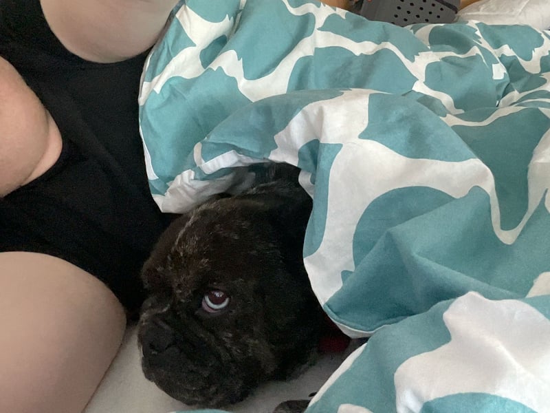 Daisy möchte wieder ein Zuhause haben (Auf Pflegestelle in Bremen).