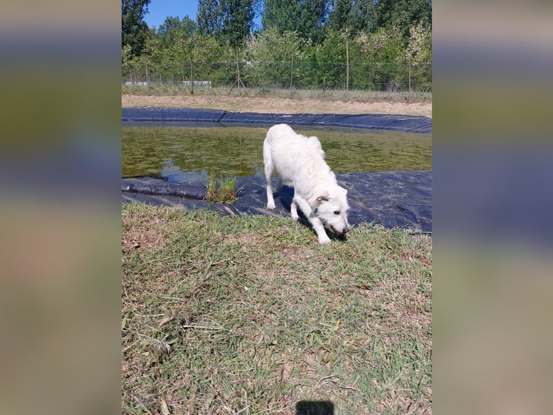Unsere hübsche Luna wûnscht sich ein Zuhause.