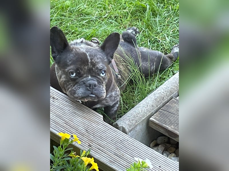 Daisy möchte wieder ein Zuhause haben (Auf Pflegestelle in Bremen).