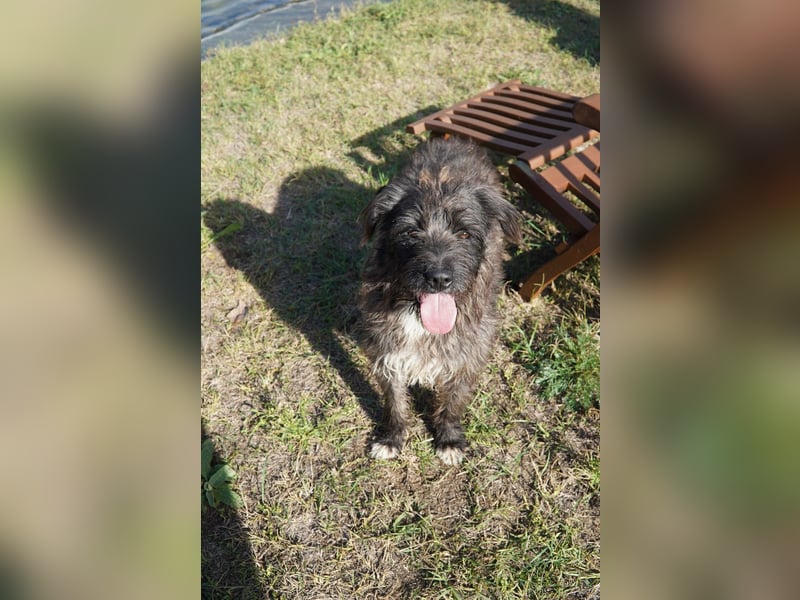 Liebe Moni sucht ihr Zuhause.