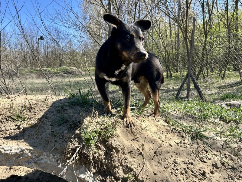 Traumhund Mukki