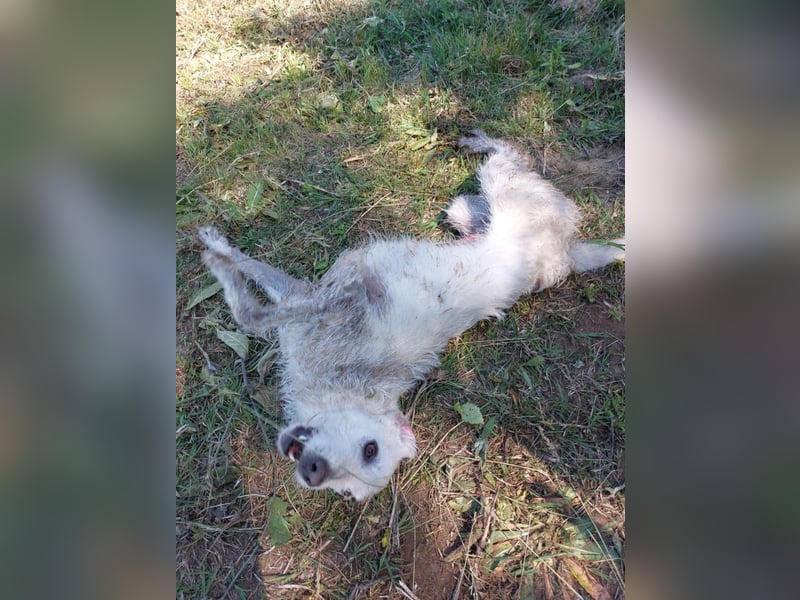 Unsere hübsche Luna wûnscht sich ein Zuhause.