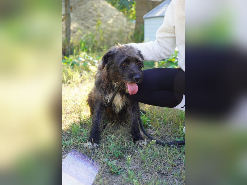 Liebe Moni sucht ihr Zuhause.