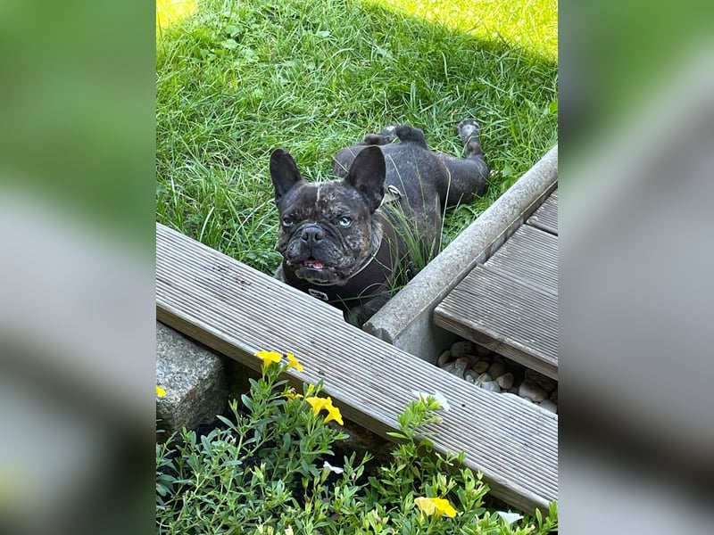 Daisy möchte wieder ein Zuhause haben (Auf Pflegestelle in Bremen).