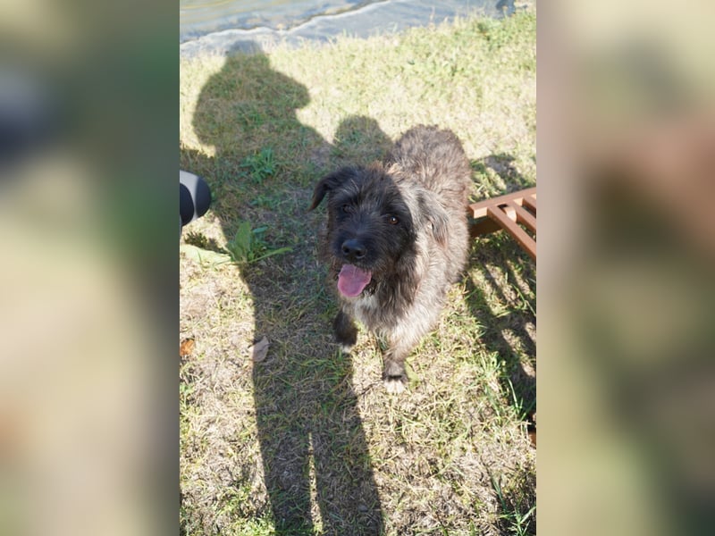 Liebe Moni sucht ihr Zuhause.