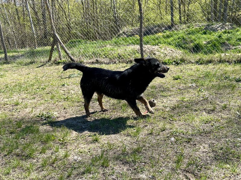 Traumhund Mukki