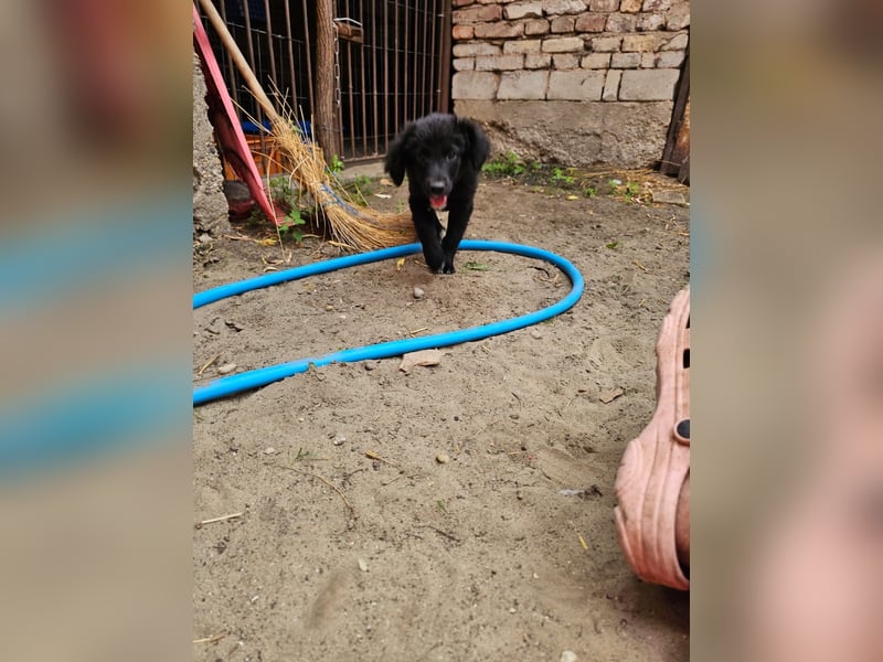 Sissi möchte das Tierheim schnell verlassen.