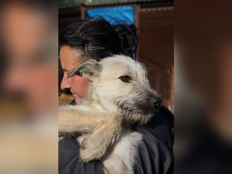 Fritzi (25 cm) wünscht sich ein schönes Leben mit viel Liebe!