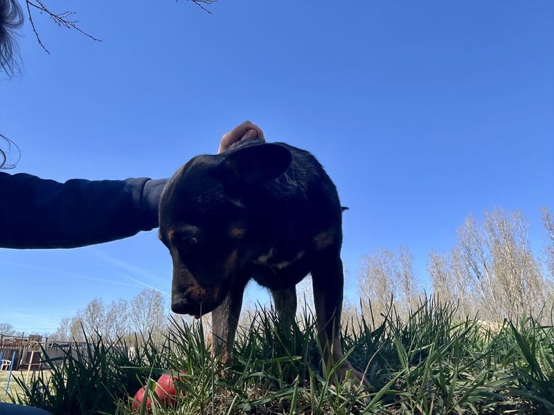 Traumhund Mukki
