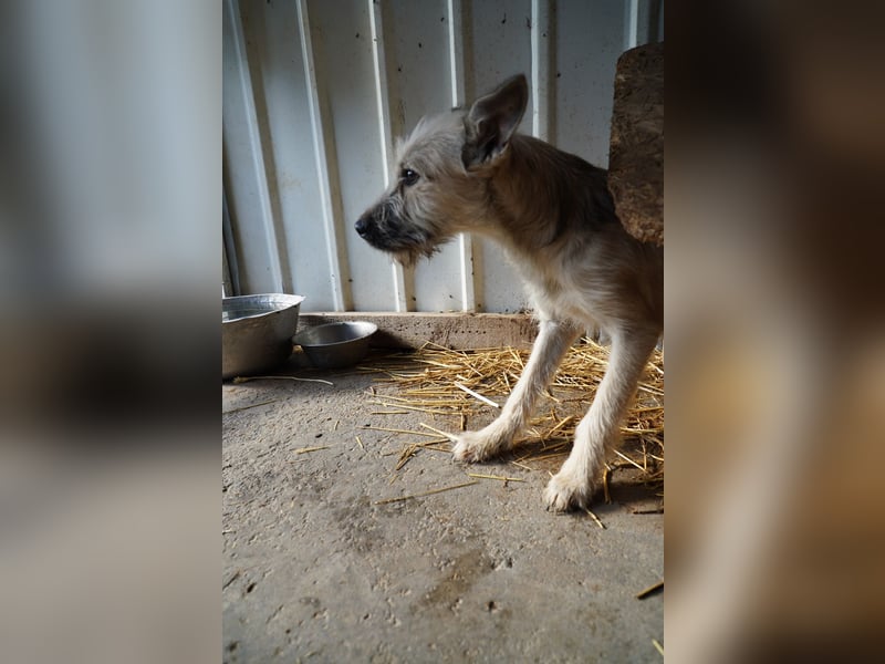 Fritzi (25 cm) wünscht sich ein schönes Leben mit viel Liebe!