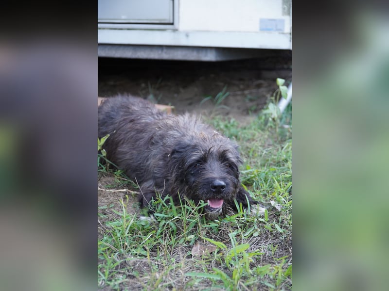 Liebe Moni sucht ihr Zuhause.