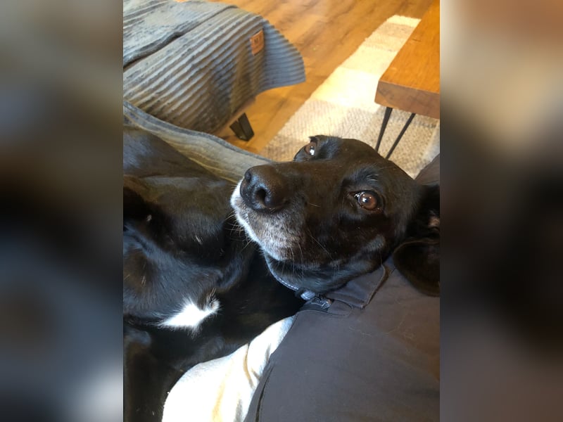 Gisi (auf Pflegestelle in Ibbenbüren)!