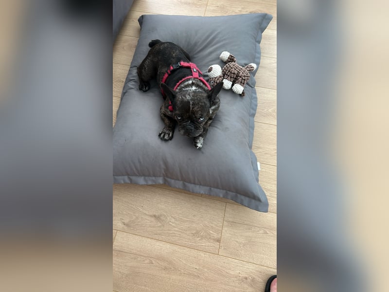 Daisy möchte wieder ein Zuhause haben (Auf Pflegestelle in Bremen).