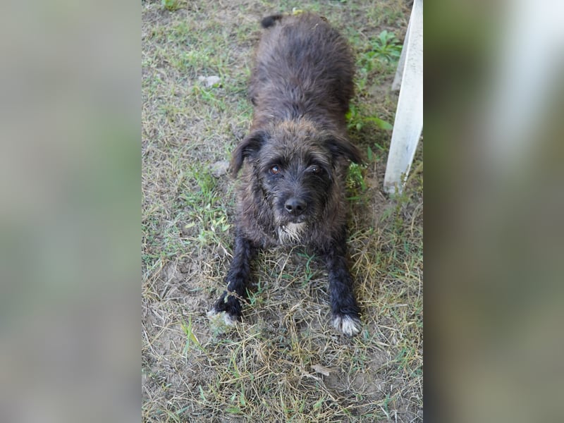 Liebe Moni sucht ihr Zuhause.