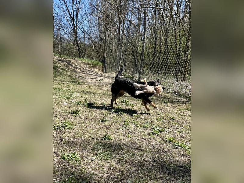 Traumhund Mukki
