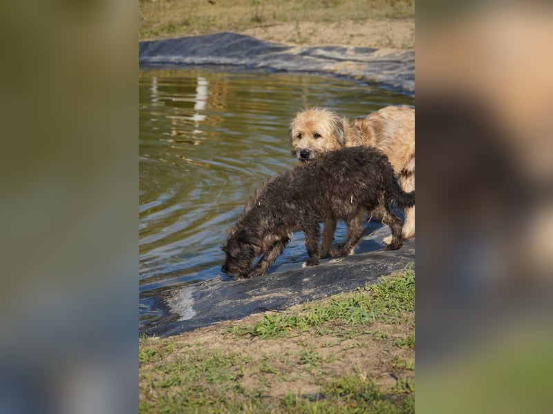 Liebe Moni sucht ihr Zuhause.