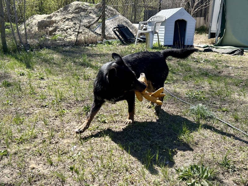 Traumhund Mukki