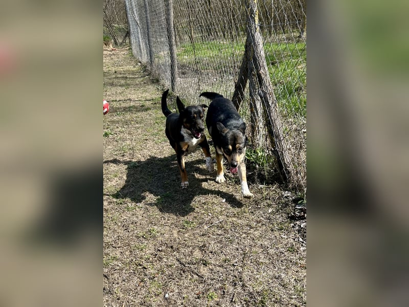 Liebevolle Hündin “Mami” sucht ihre Menschen