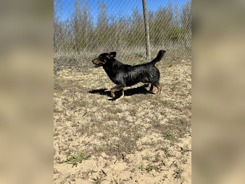 Traumhund Mukki