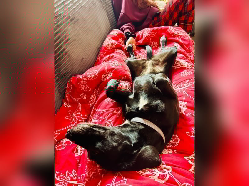 Gisi (auf Pflegestelle in Ibbenbüren)!