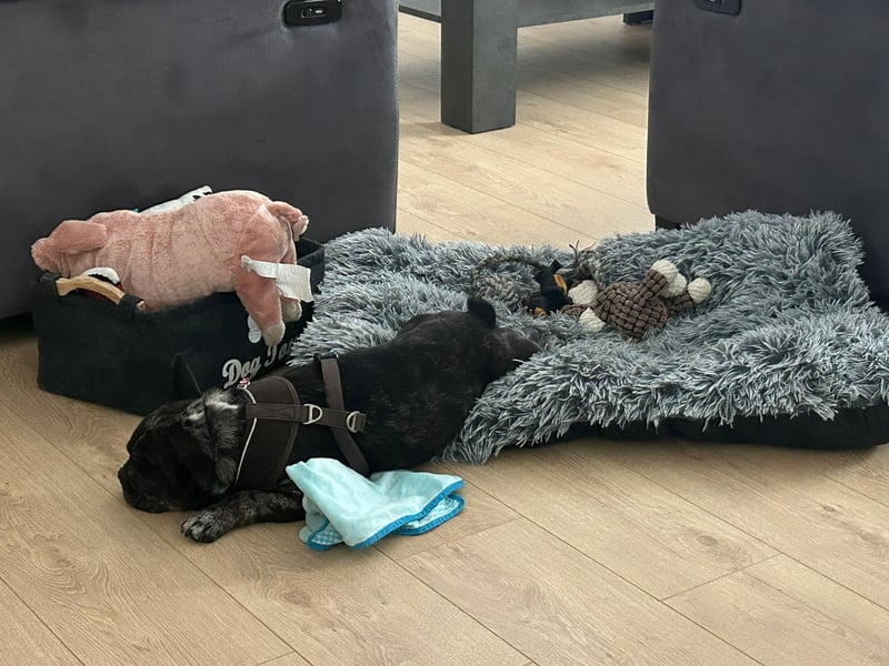 Daisy möchte wieder ein Zuhause haben (Auf Pflegestelle in Bremen).