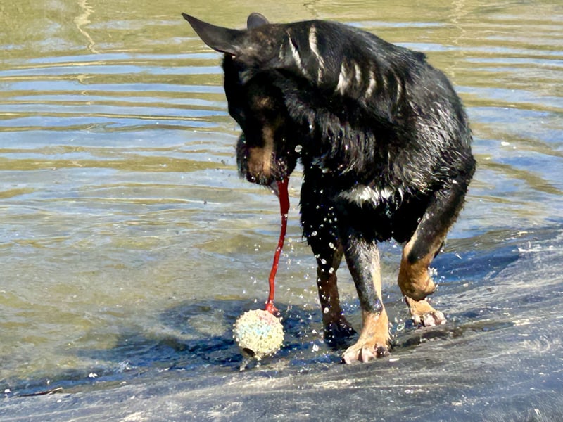 Traumhund Mukki