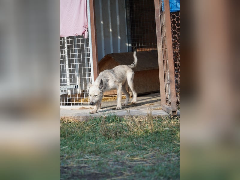 Fritzi (25 cm) wünscht sich ein schönes Leben mit viel Liebe!