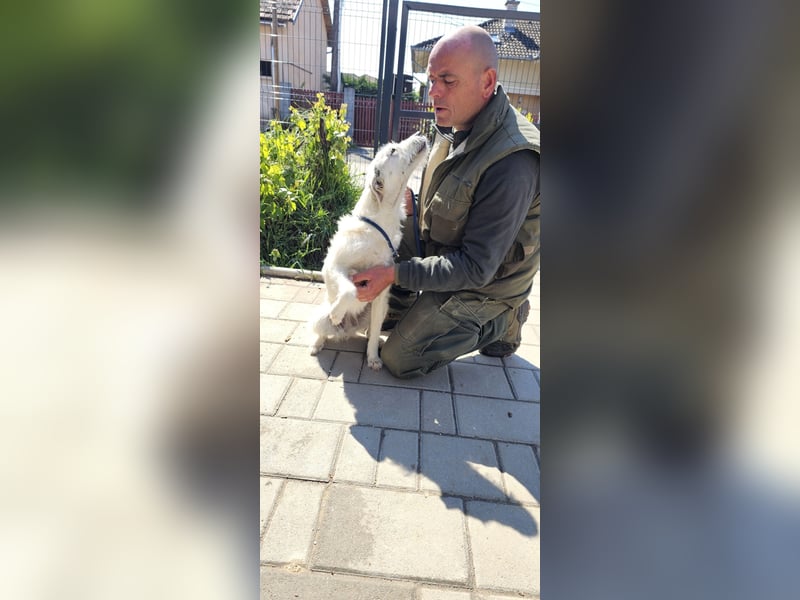 Unsere hübsche Luna wûnscht sich ein Zuhause.