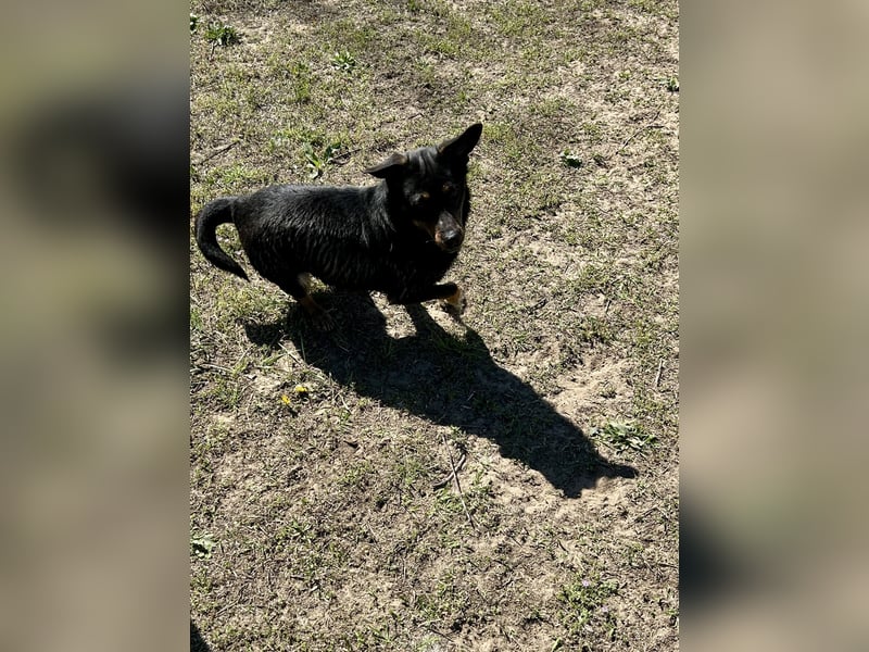 Traumhund Mukki